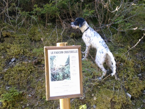 Farfadet_dit_Falco.jpg